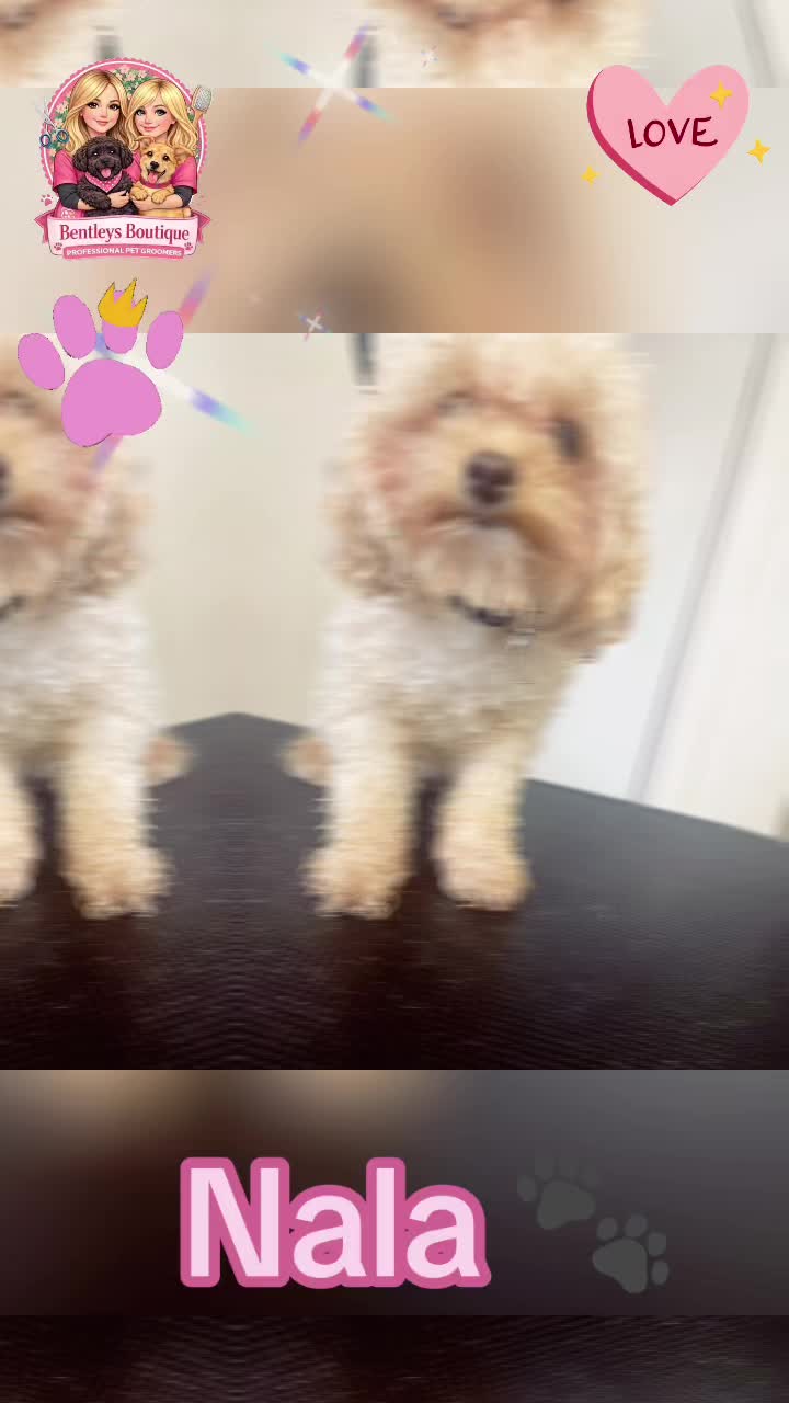 @Bentleys Boutique Pet Groomers