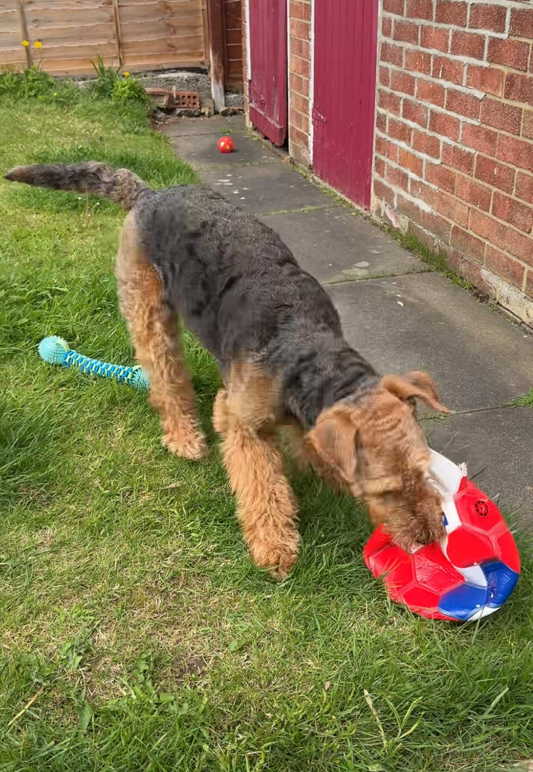 @Thefoxandtheairedale