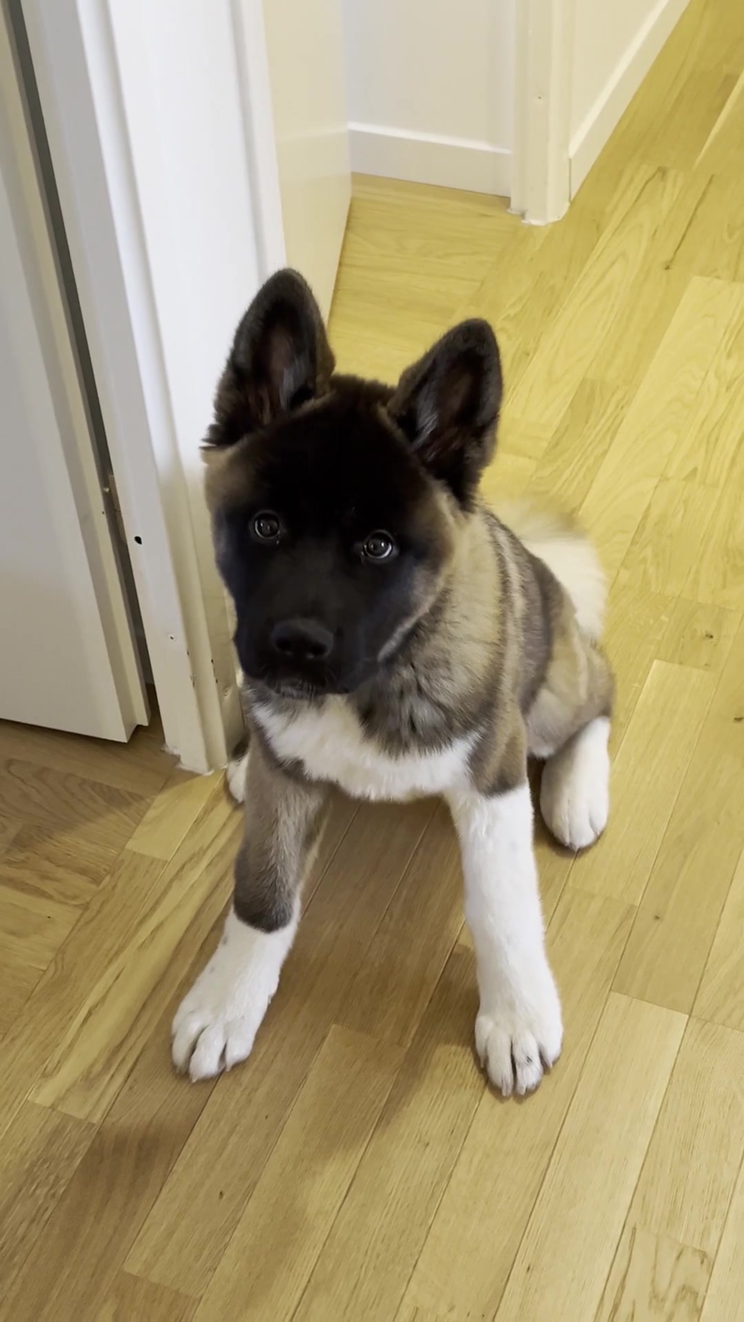@Buffy_American_Akita