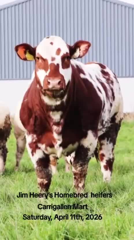 @Carrigallen_Mart