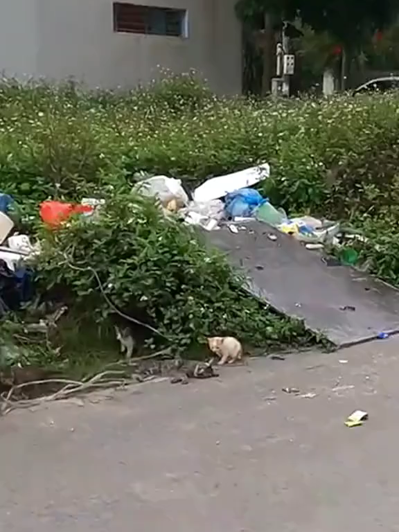 @Klinik f&uuml;r Kleintiere