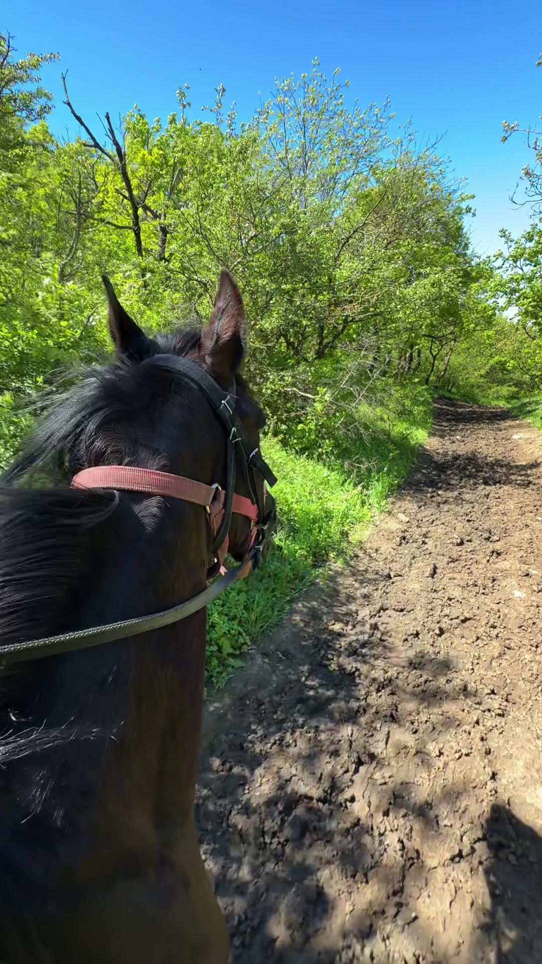 @horselakia