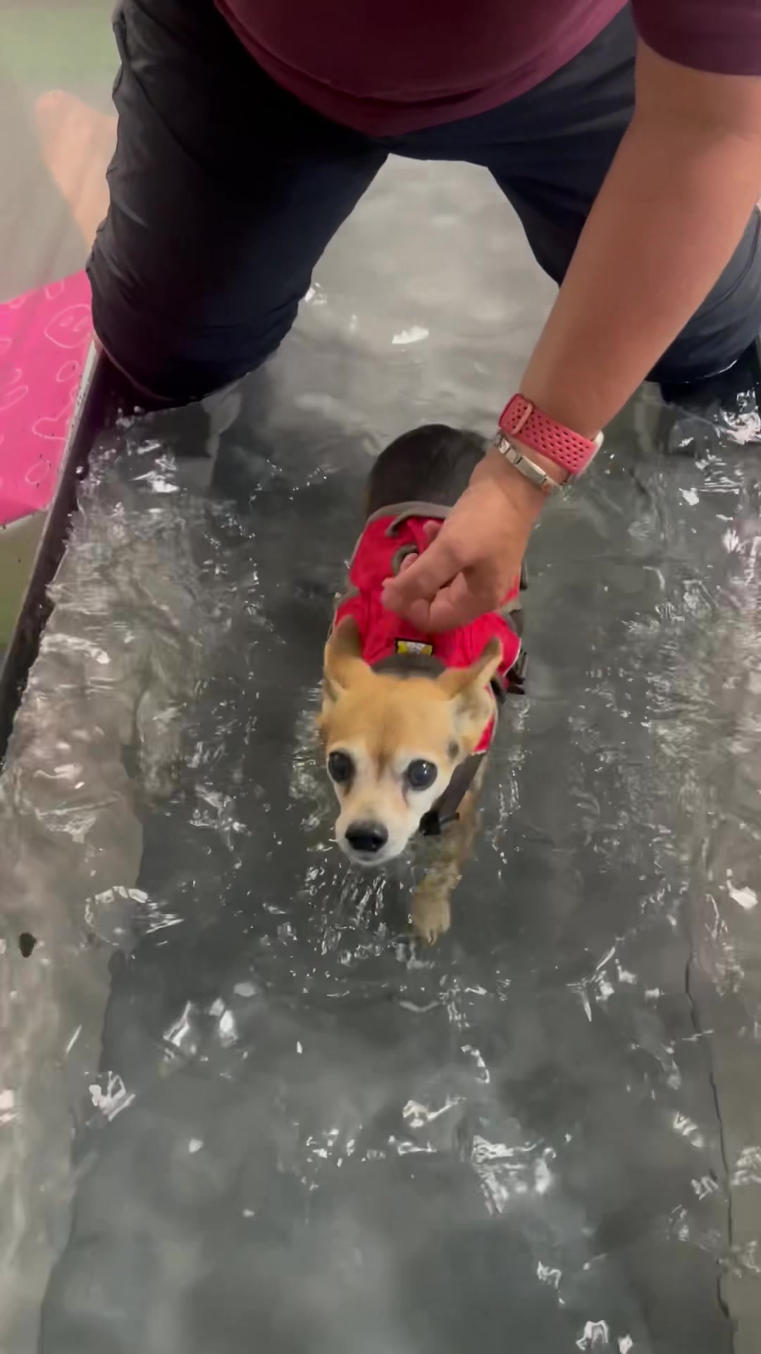 @diddydogz
