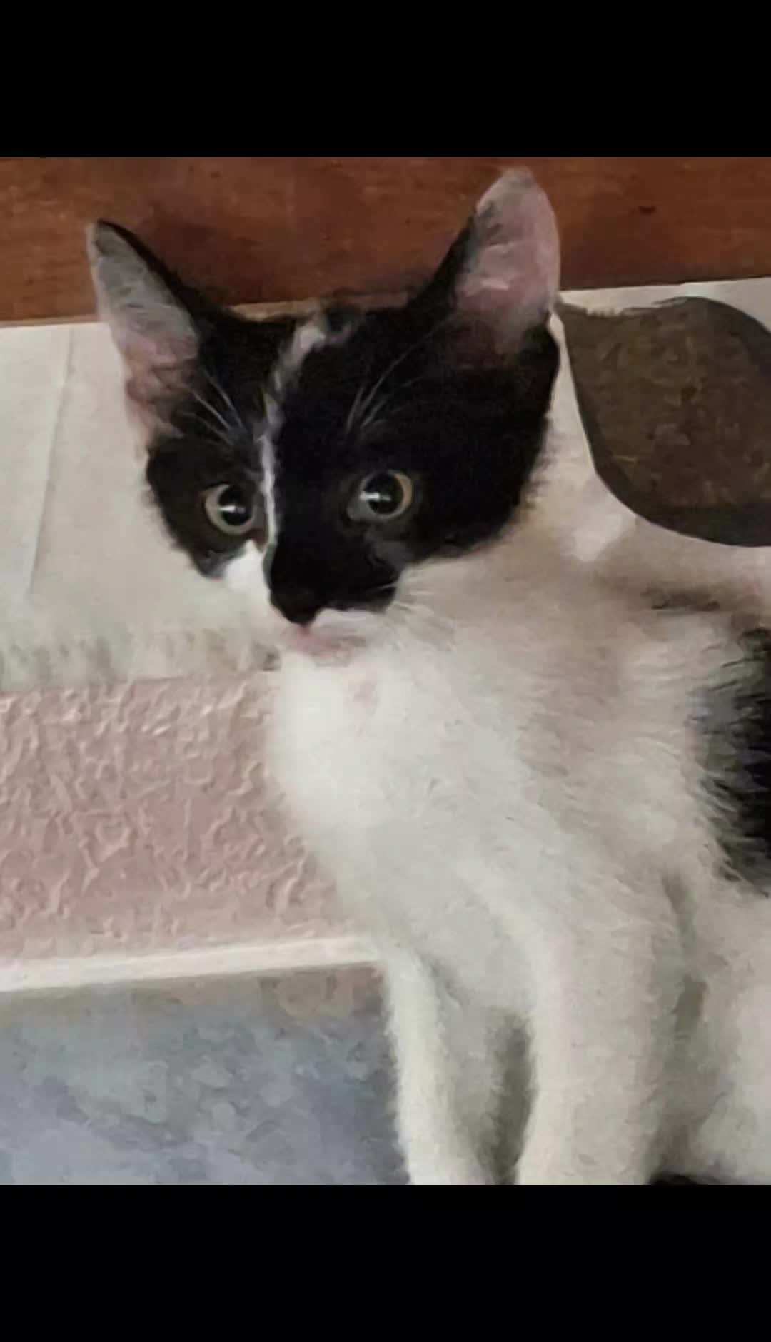 @Greek Animal Rescue