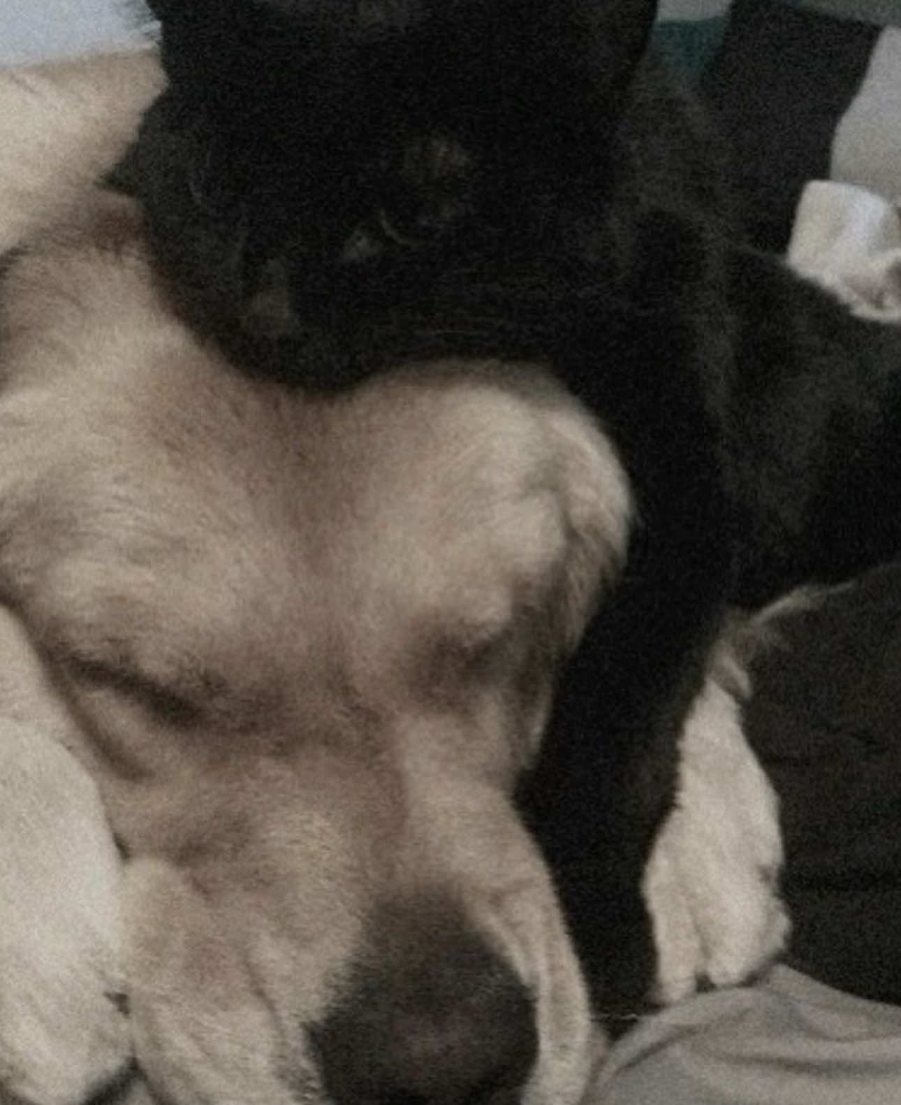 @🐾essive