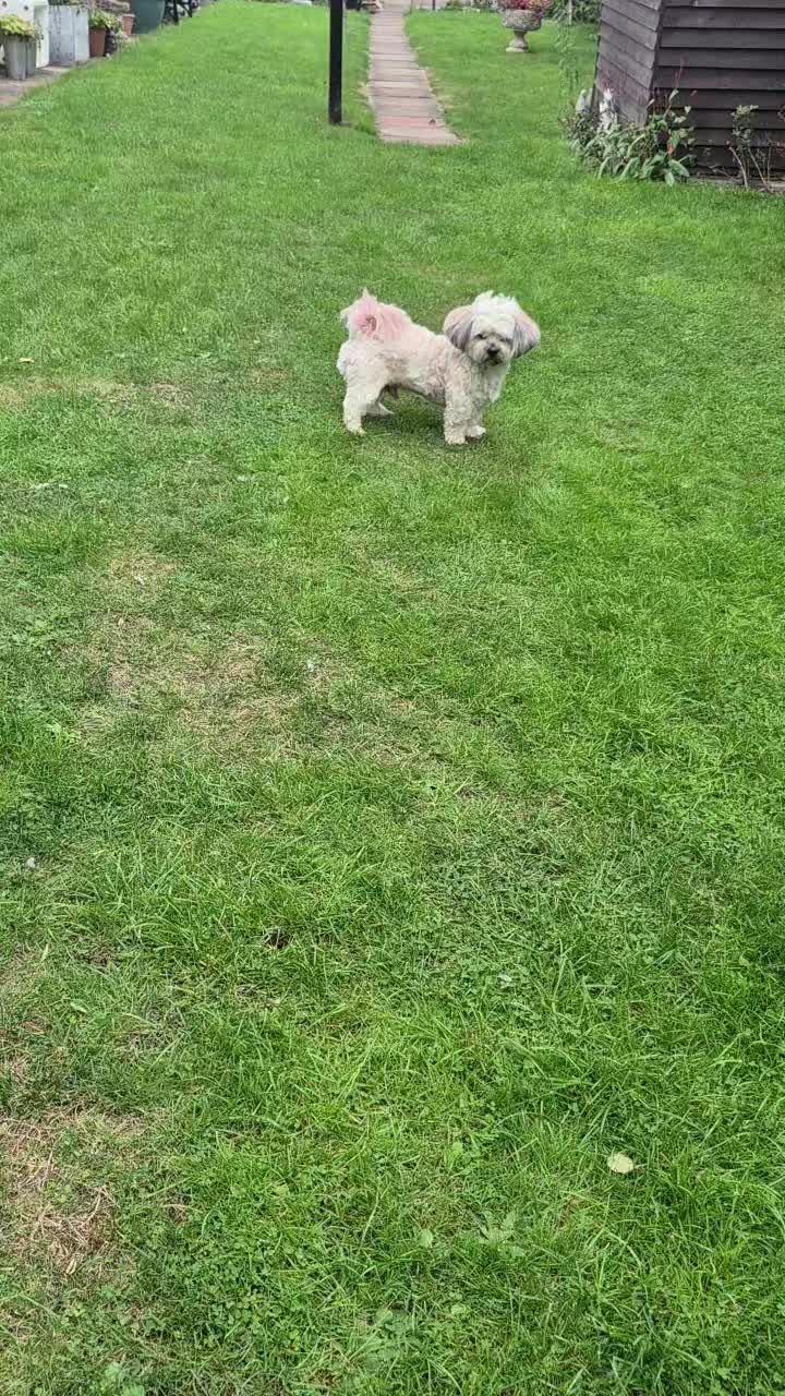 @Teddy bear dancingdog