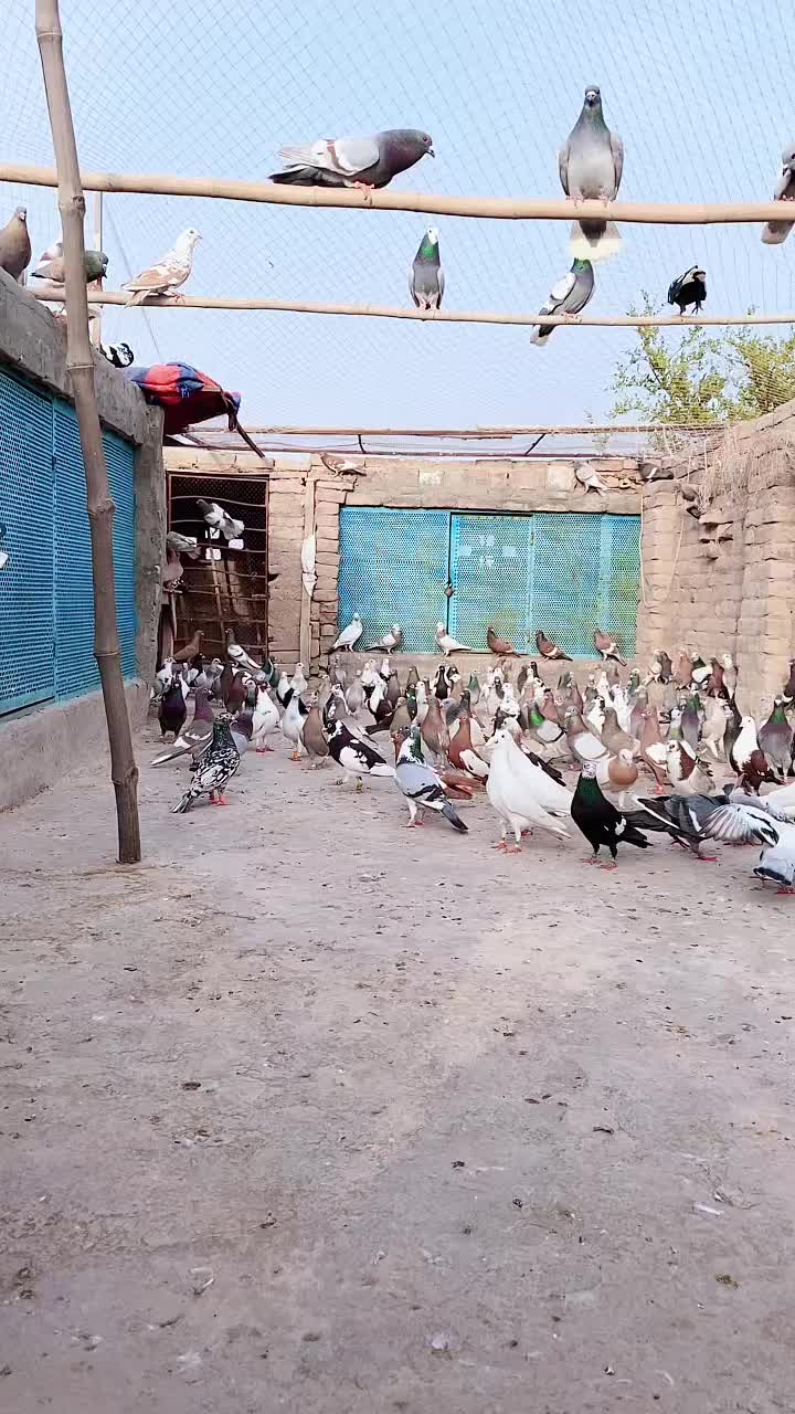 @J@&pound;!R S@H00 111🦅