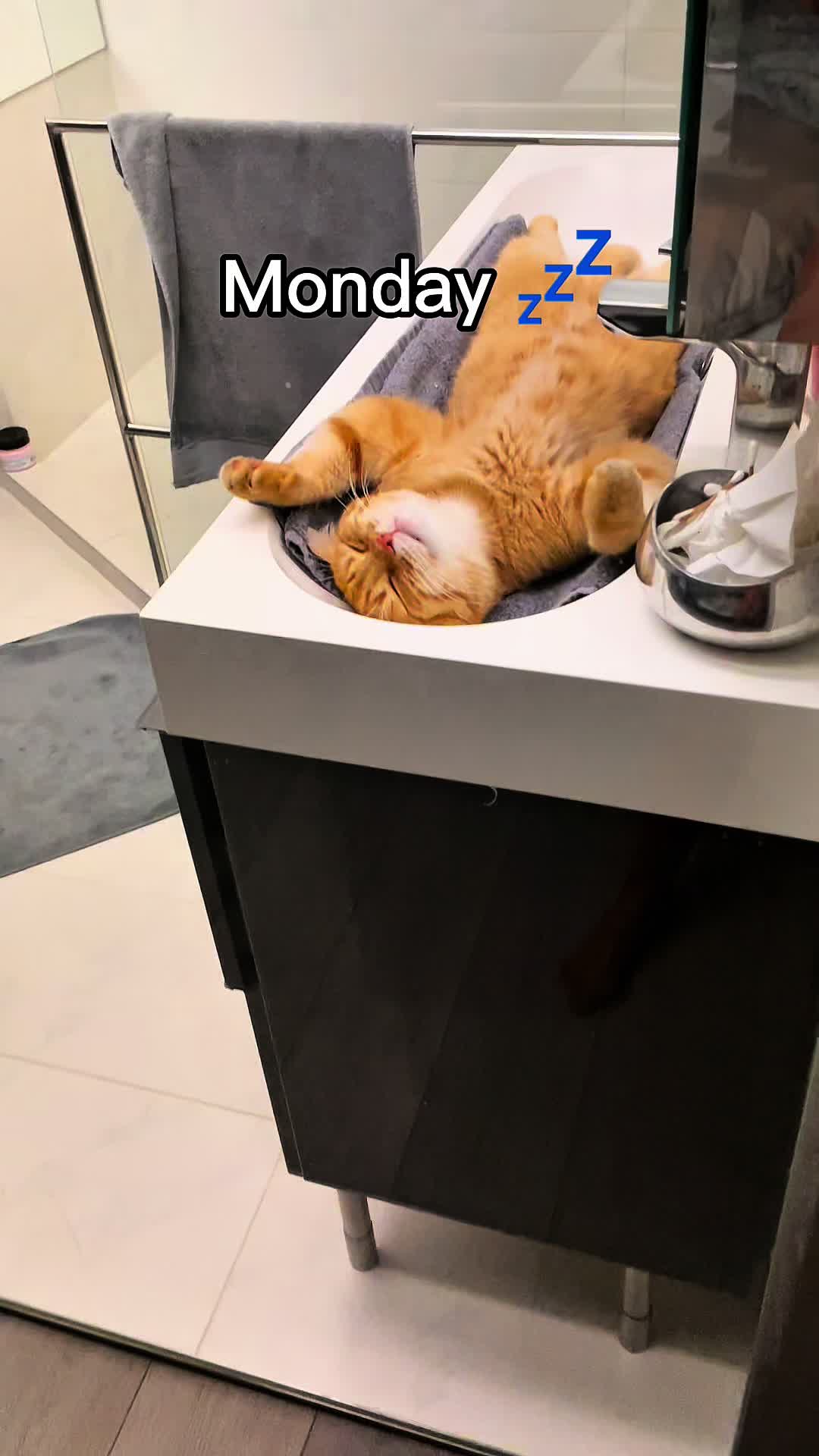 @Mitay_cat