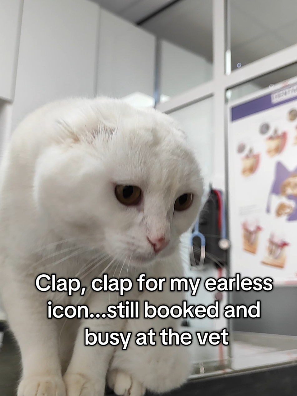 @Fluffy - the persian cat