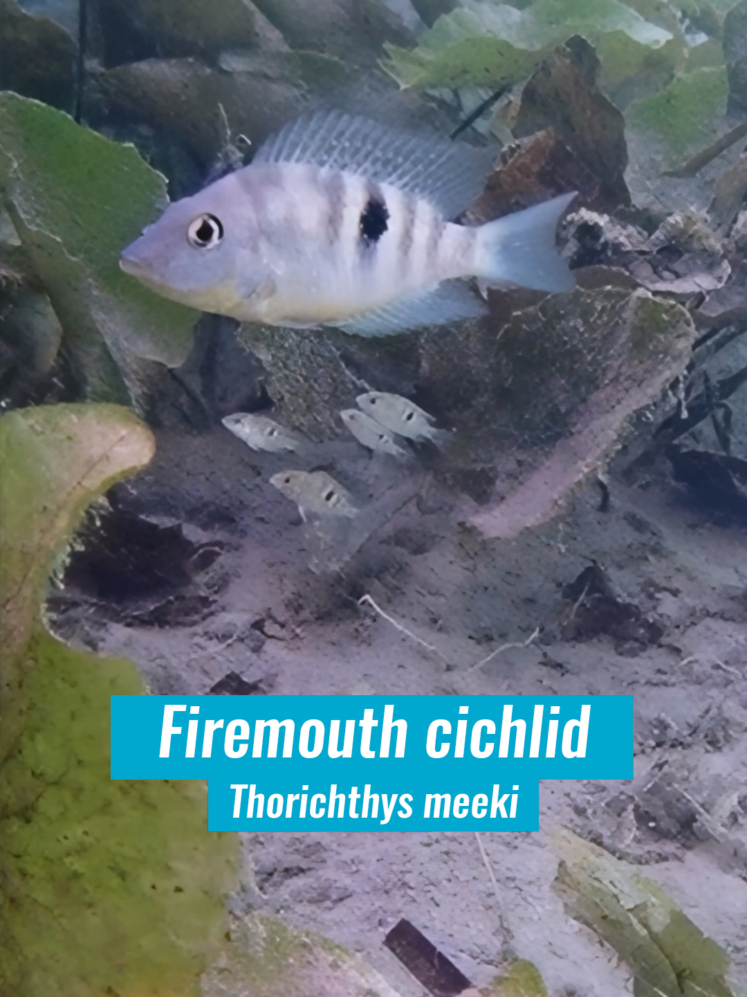 @Fishipedia world