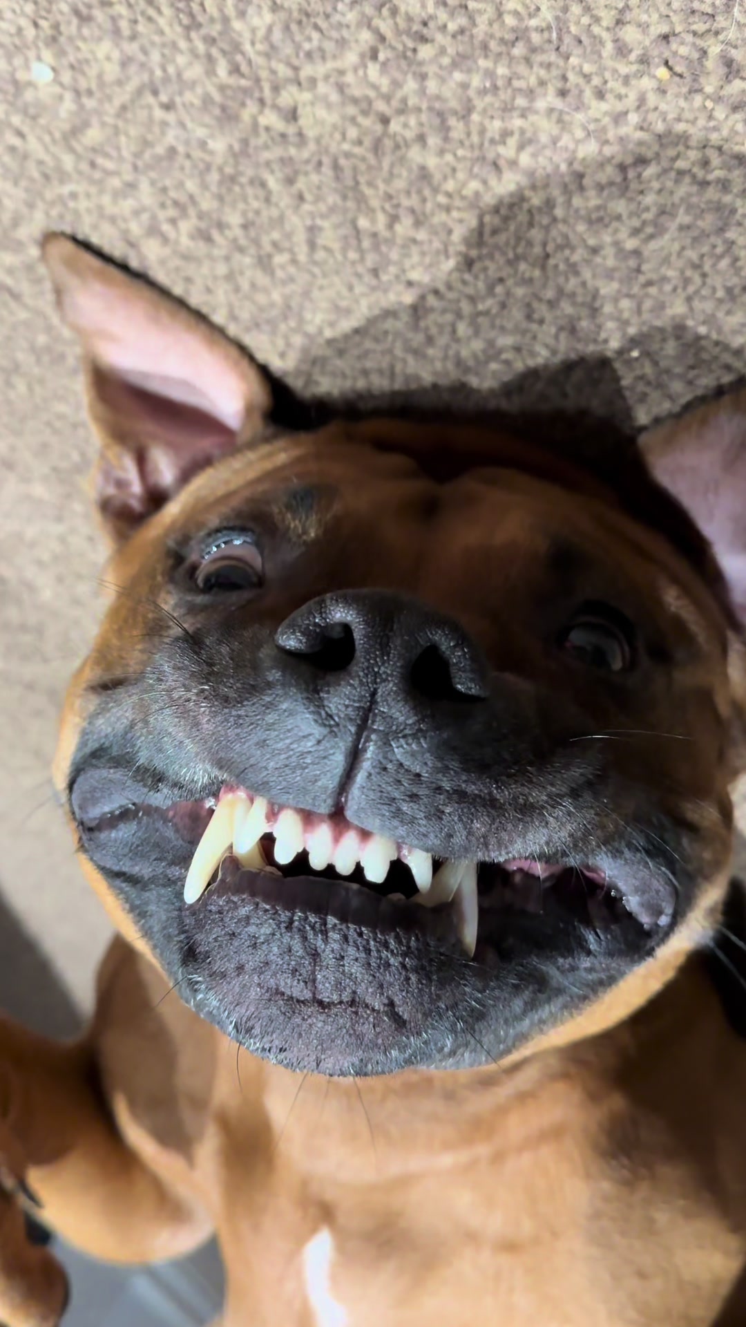 @GusTheLandSeal