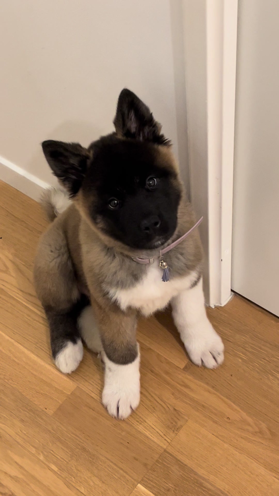 @Buffy_American_Akita