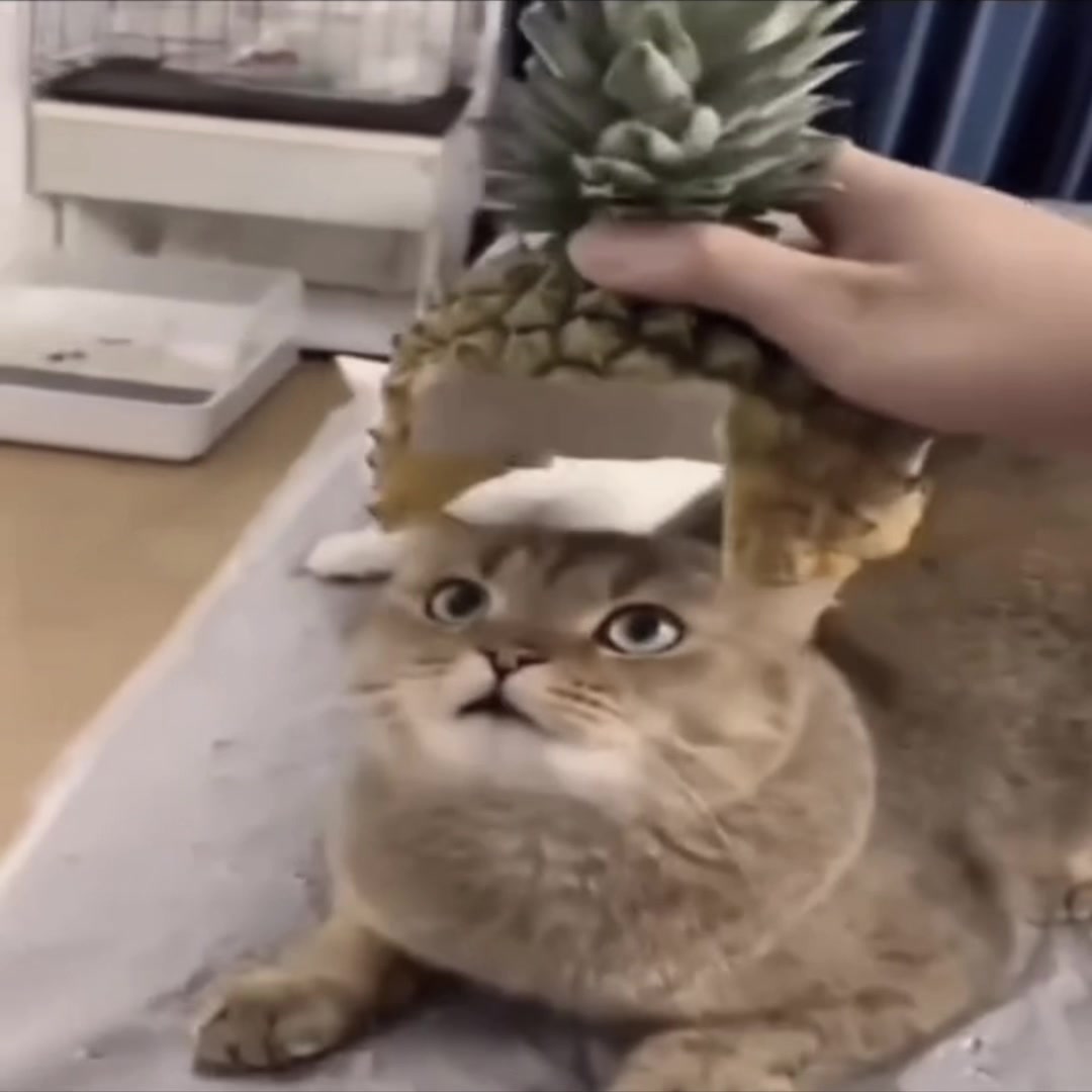@๐ต๐ด๐ฟ๐ฟ๐ธ๐
๐๐๐