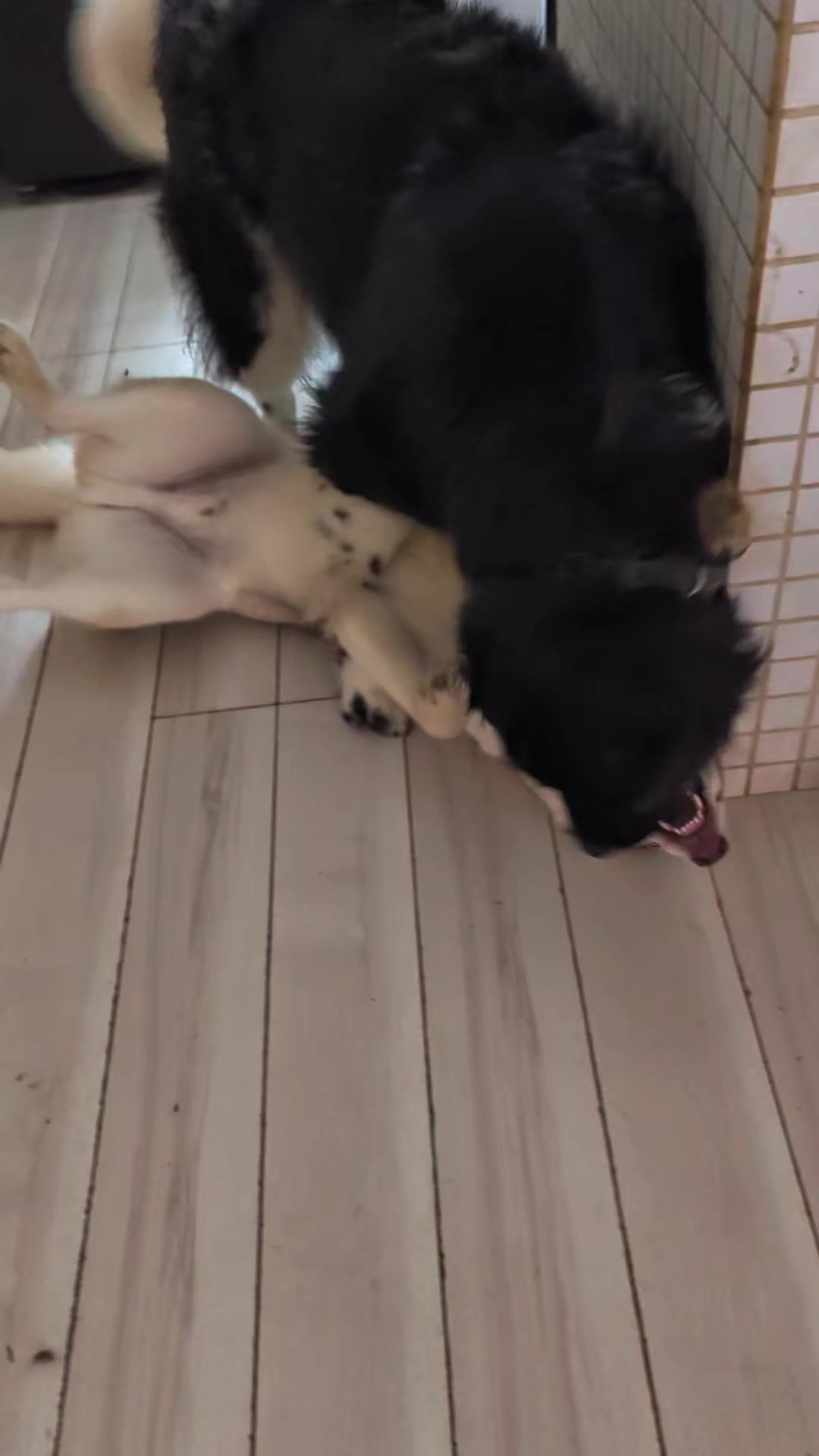 @大型犬3頭&小型老犬4頭多頭飼いの生活