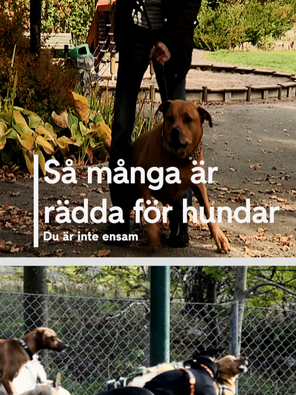 @TV4 Nyheterna