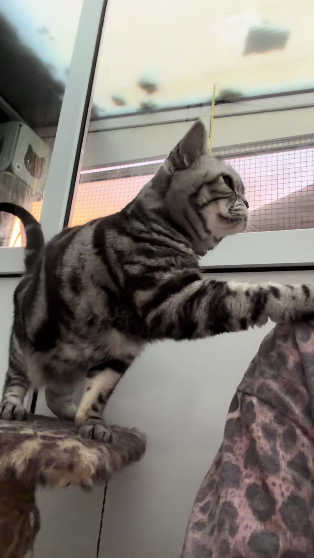 @Herongate Village Cattery