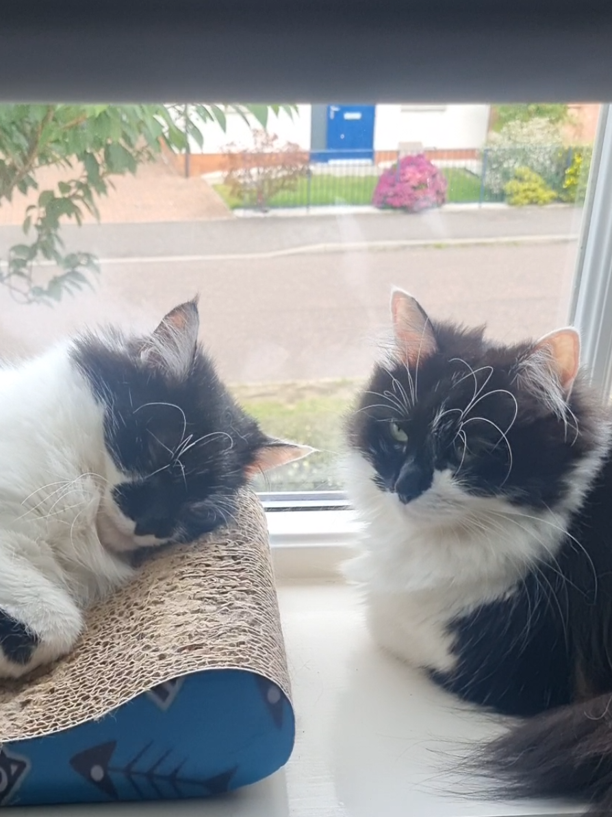 @2catlife