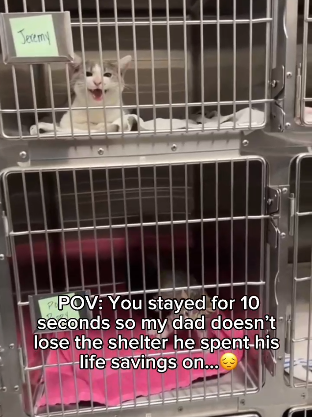 @Purry Paws