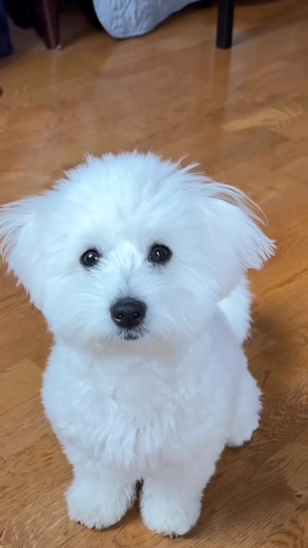 @DogGrooming101
