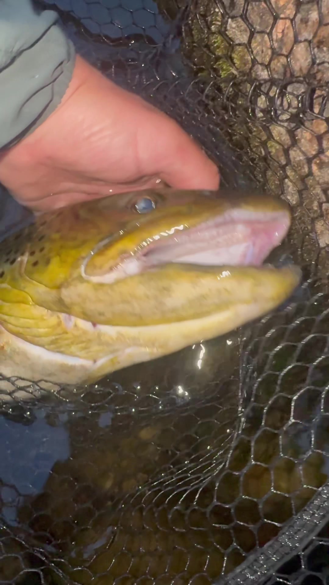@Ticinopesca