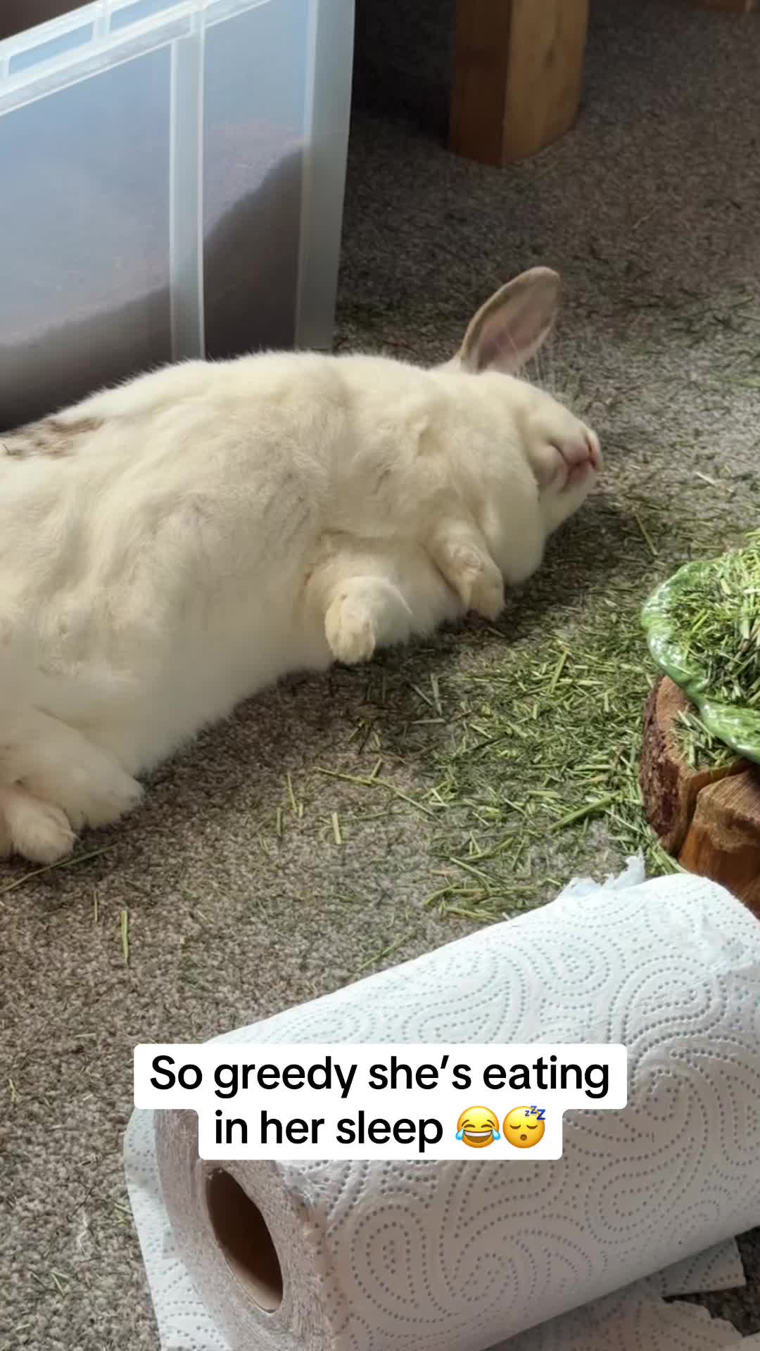 @Bun, two, three, four
