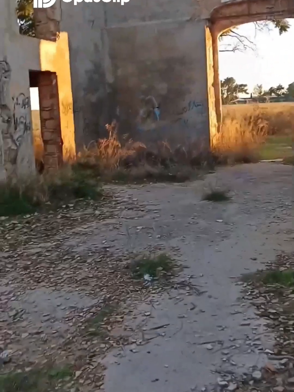 @Madrile