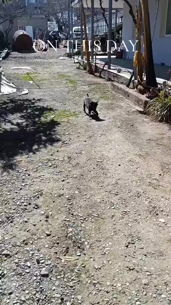 @Drooly Doggy
