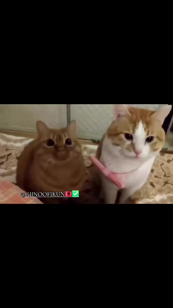 @GJINOOFIKUN🇦🇱✅️