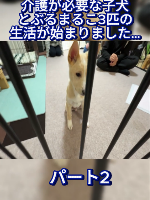 @ブルドッグぶるまるチャンネル Fan