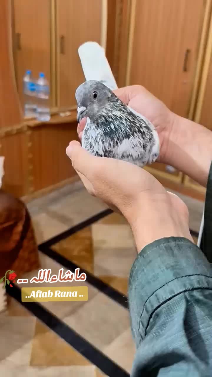 @آفتاب رانا۰۰(میانوالی)