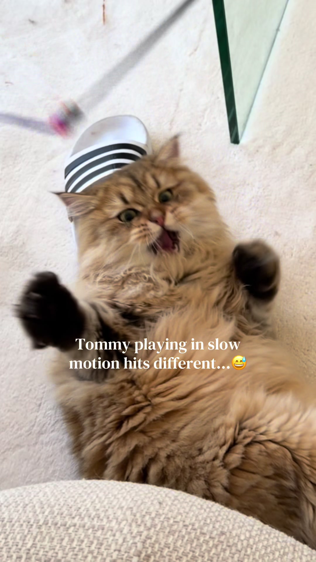 @Tommy the cat
