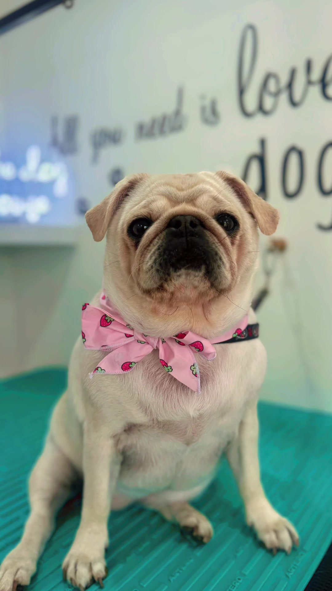 @PamperedPaws