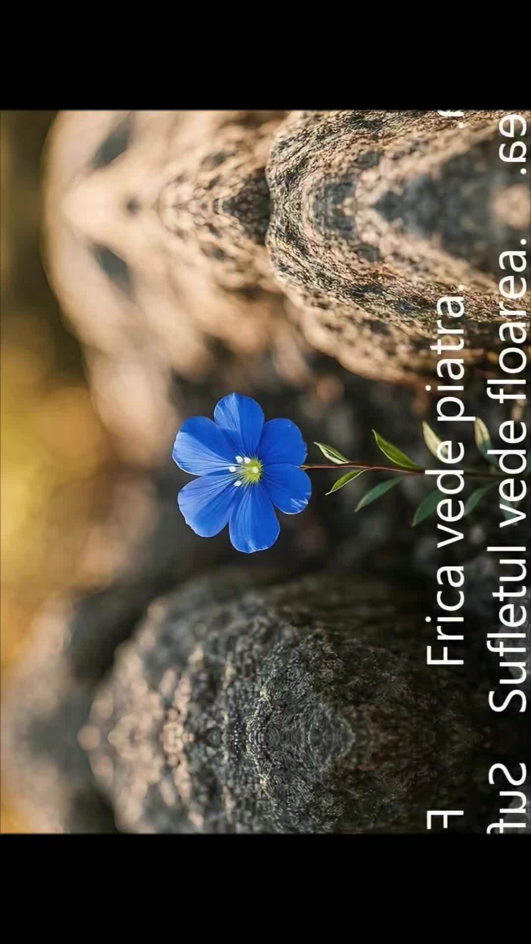 @CraciunVioricaGeorgiana