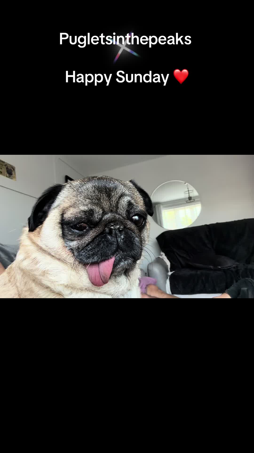 @Puglets in the peaks