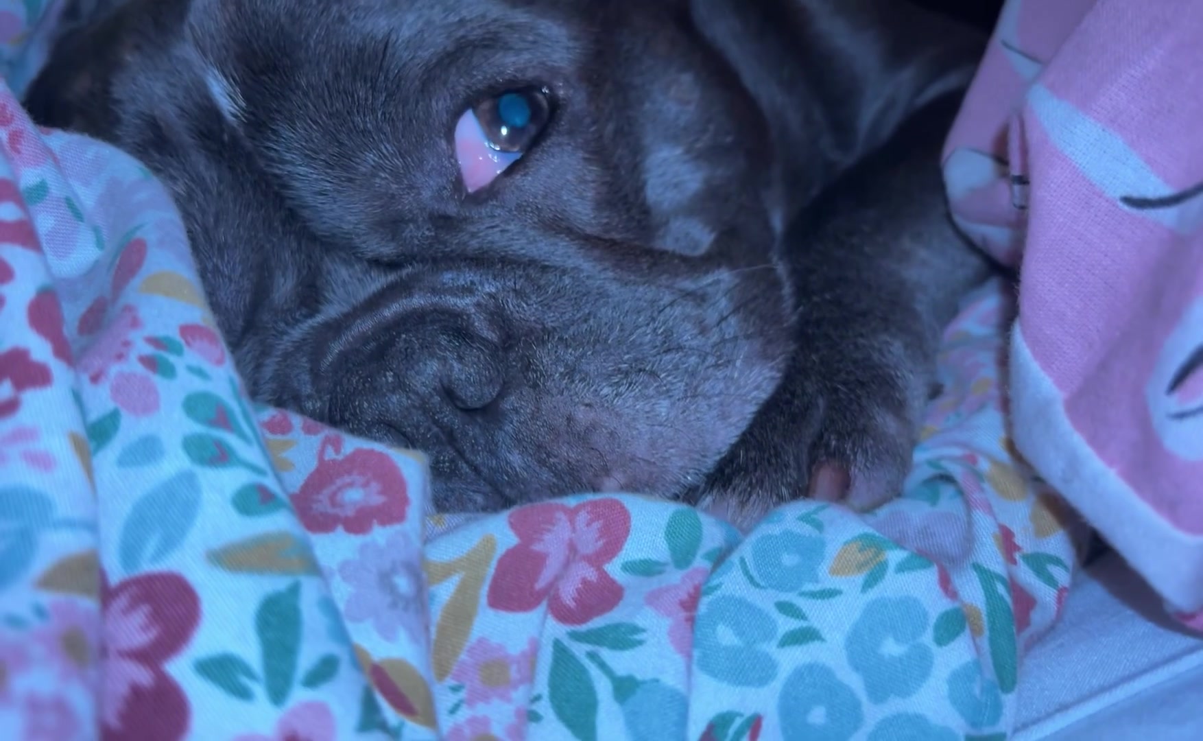 @Gizmo the frenchie & my humans