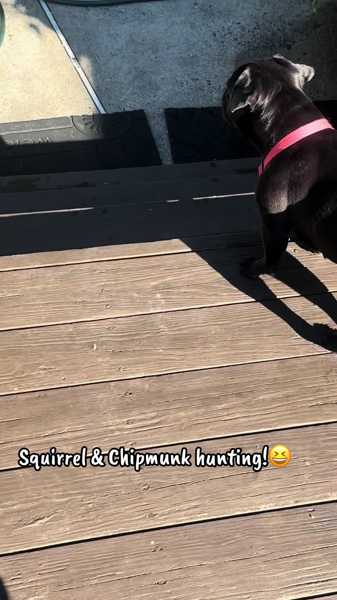 @Hound House Treats