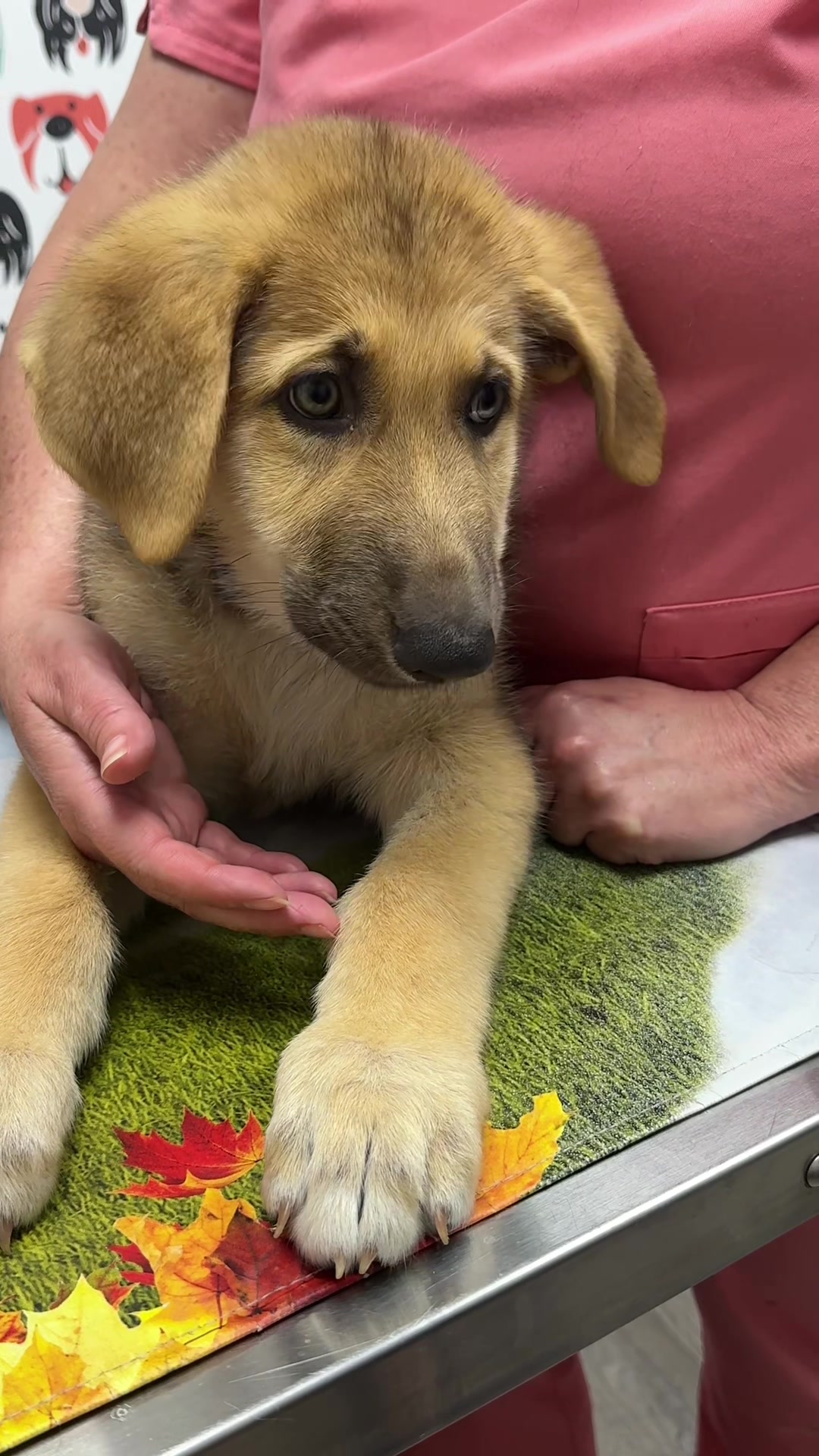 @Snodgrass Vet