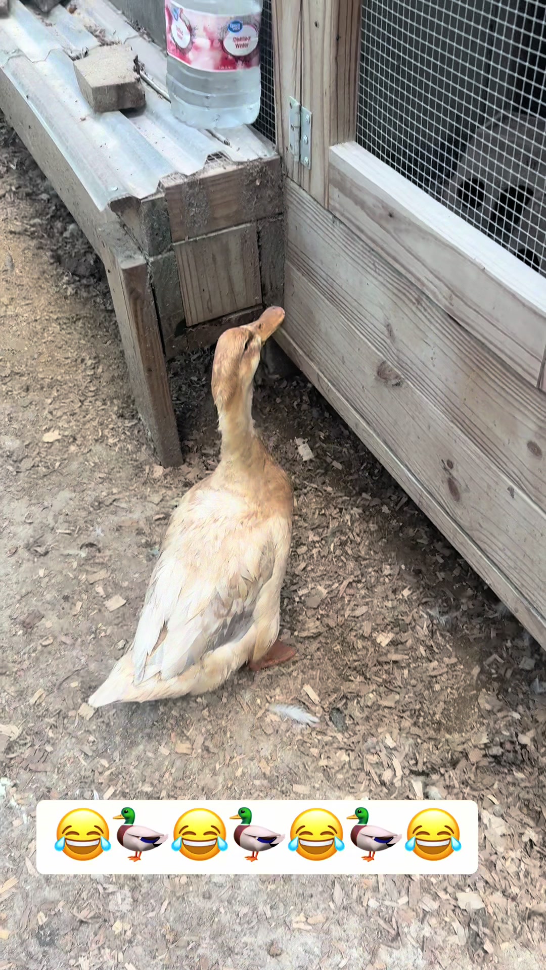 @merrickfarmstead