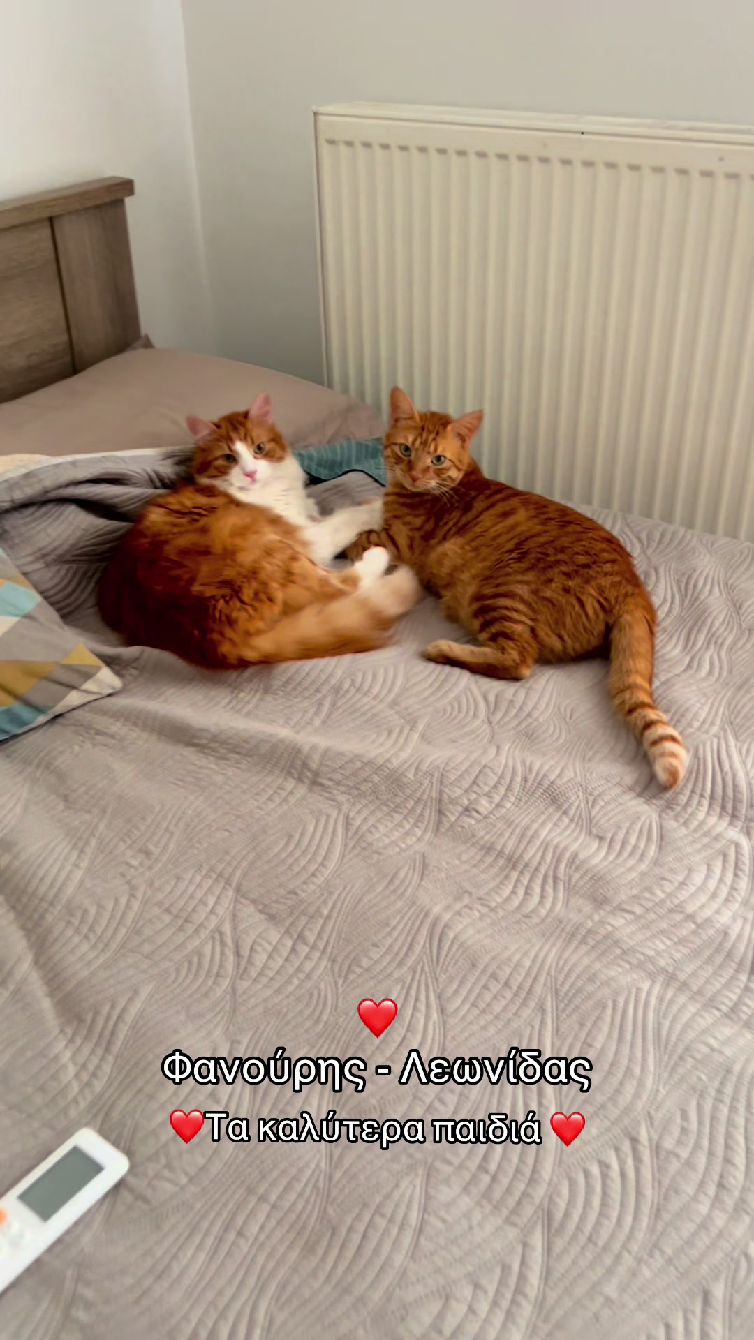 @Φανούρης ❤️🐈