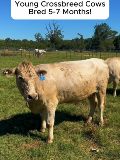 @Rutherford Land and Cattle