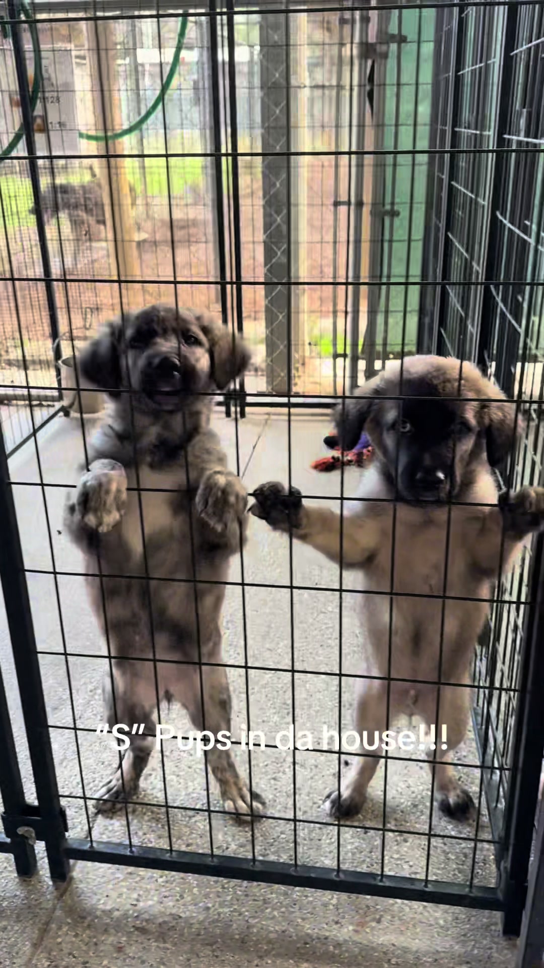 @AbandonedAnimalRescue