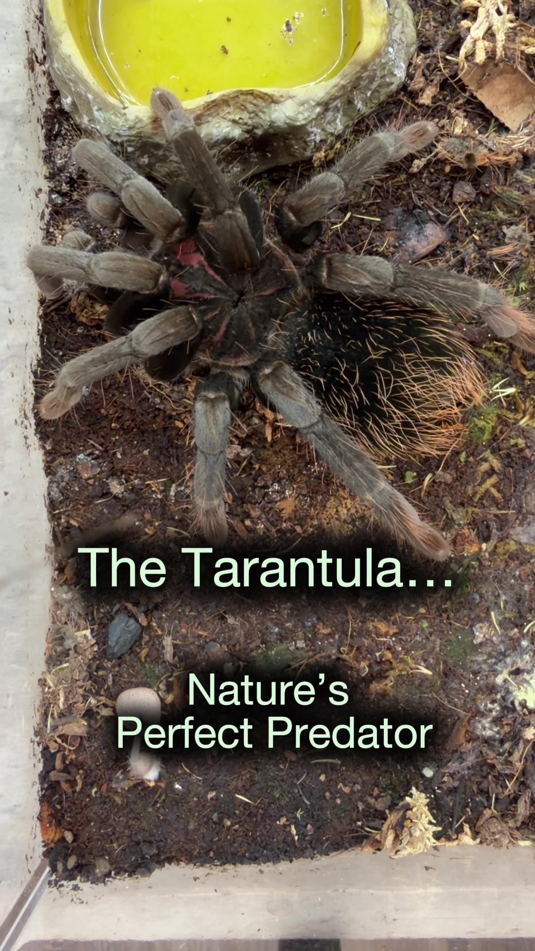 @Spider Conservatory