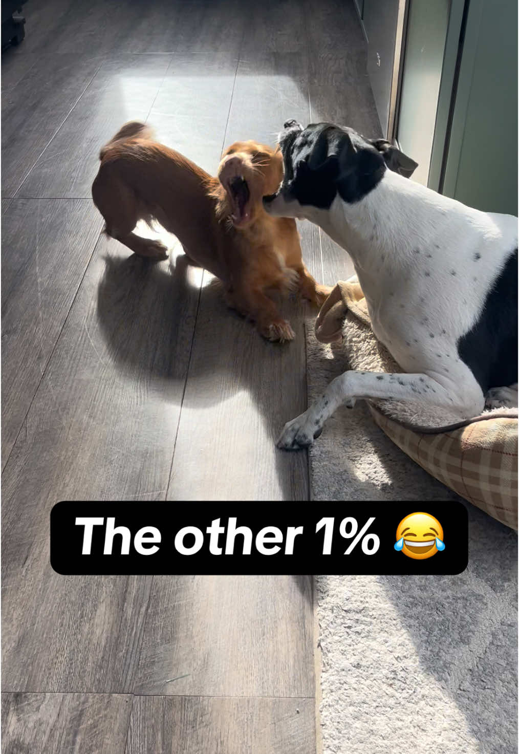 @Chef Linguini 🐶👨🏻&zwj;🍳