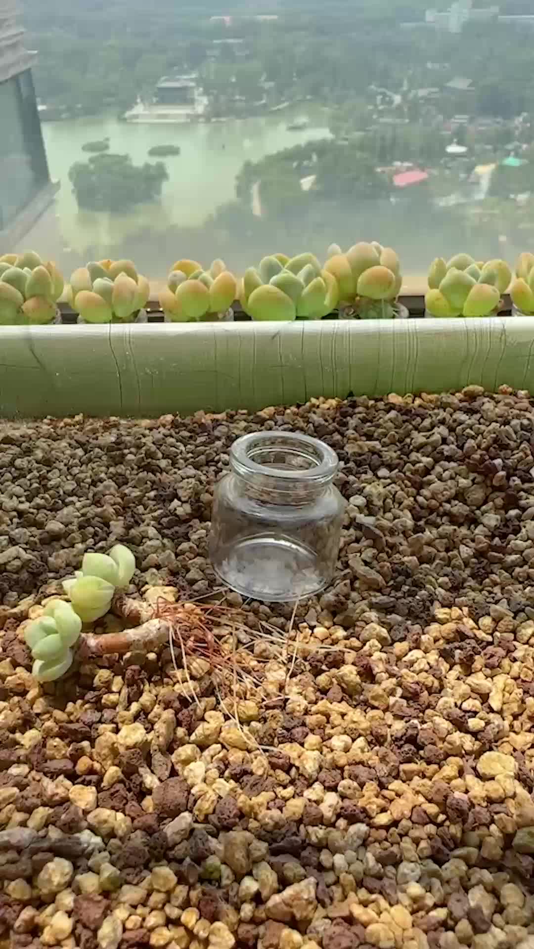 @Succulent Garden