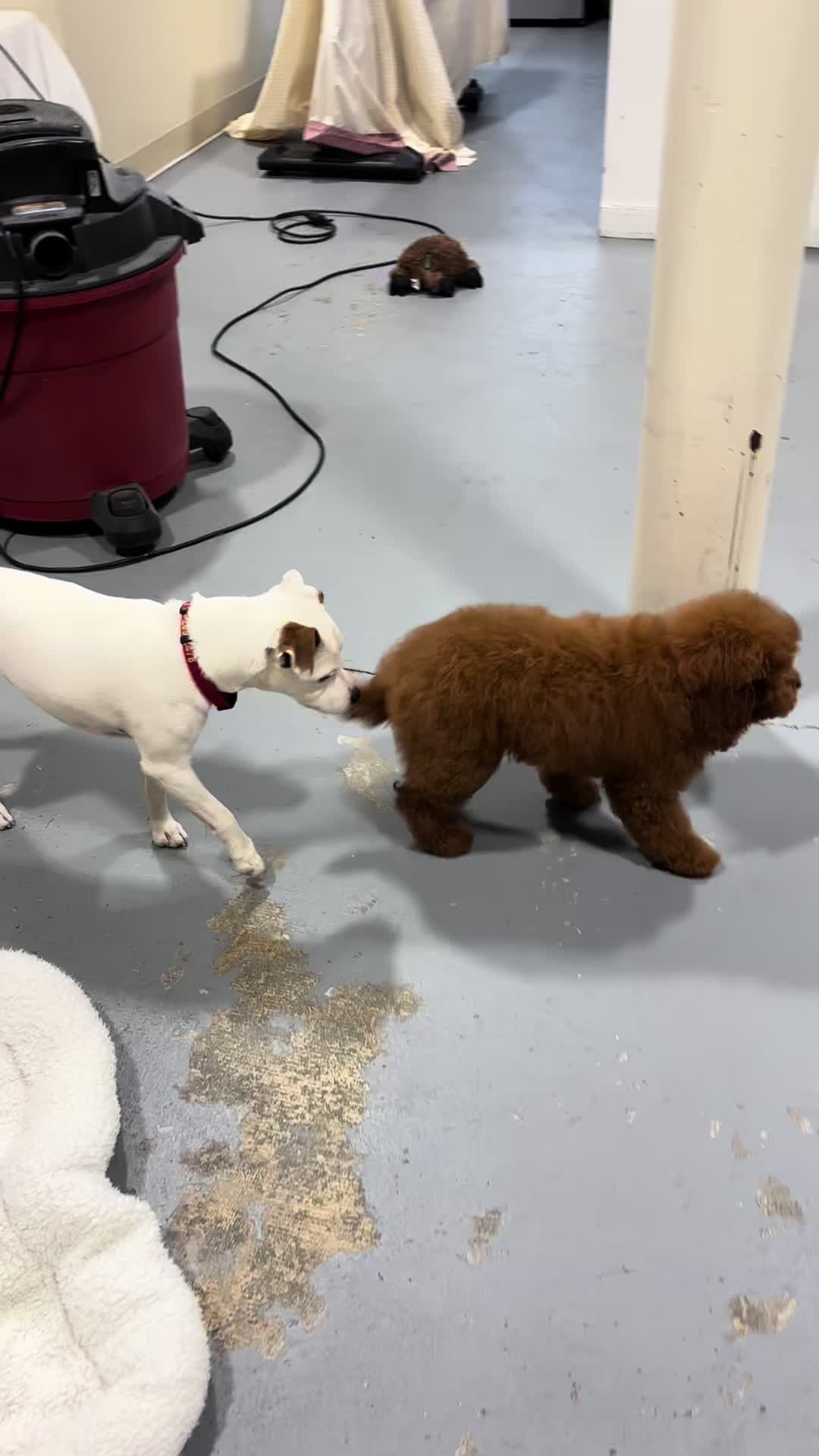 @K-9 Cleaner🐶