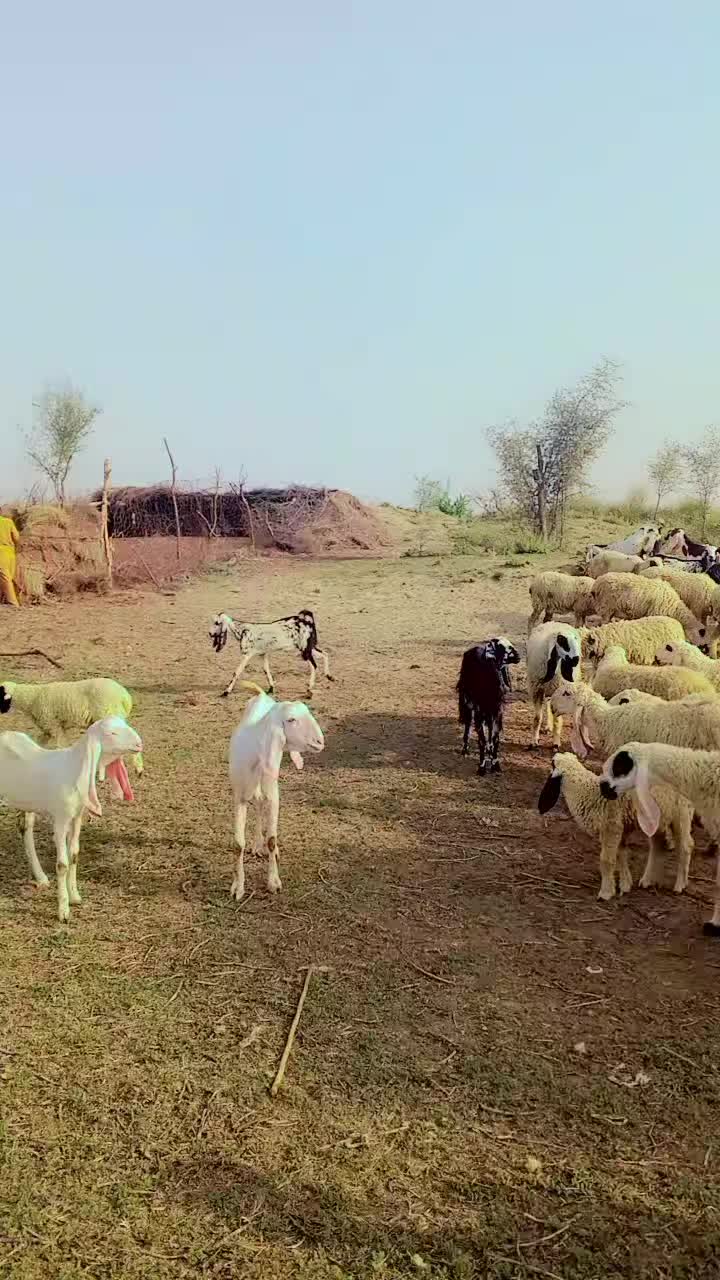 @Muzamil Hayat