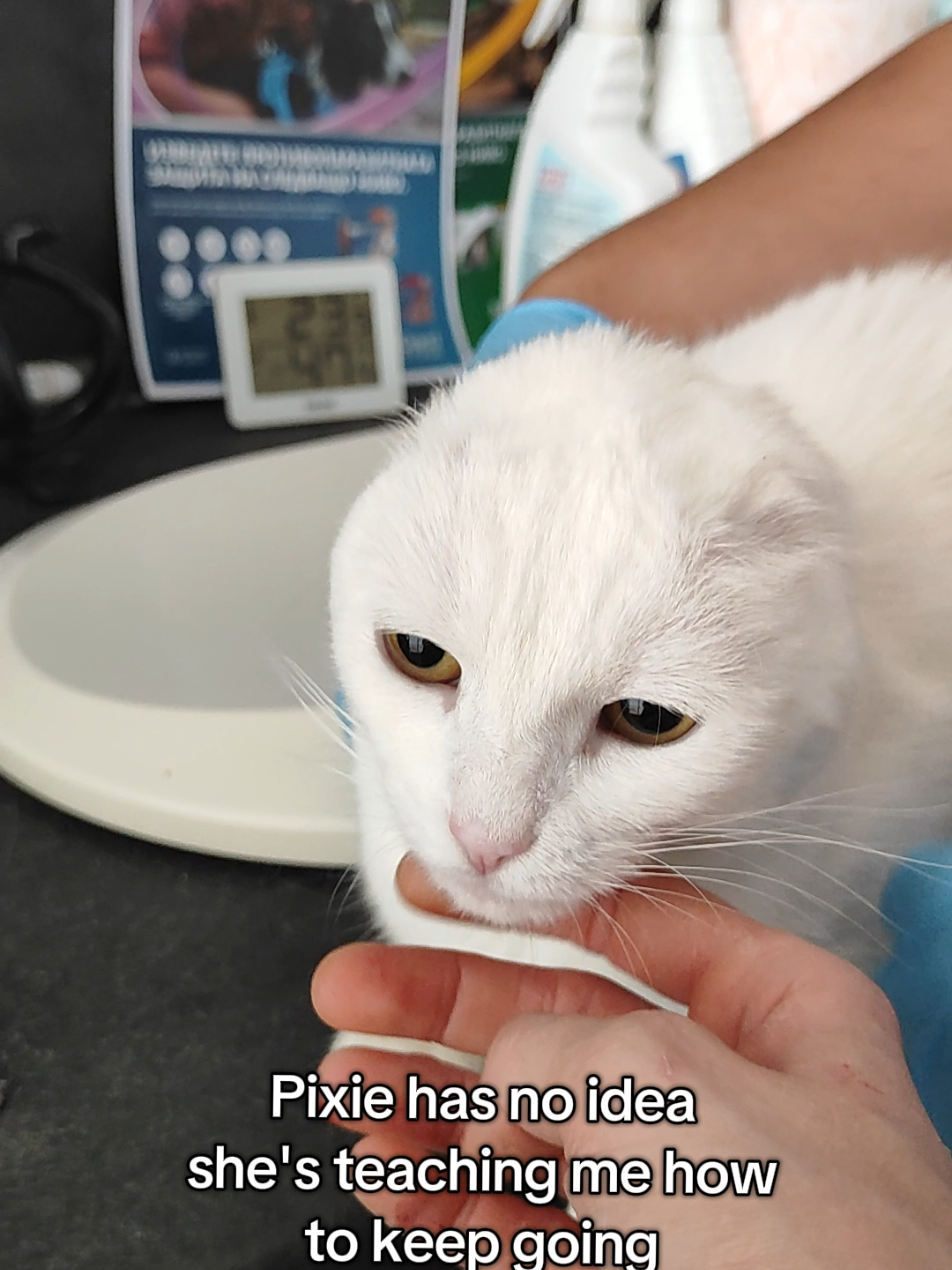 @Fluffy and Pixie