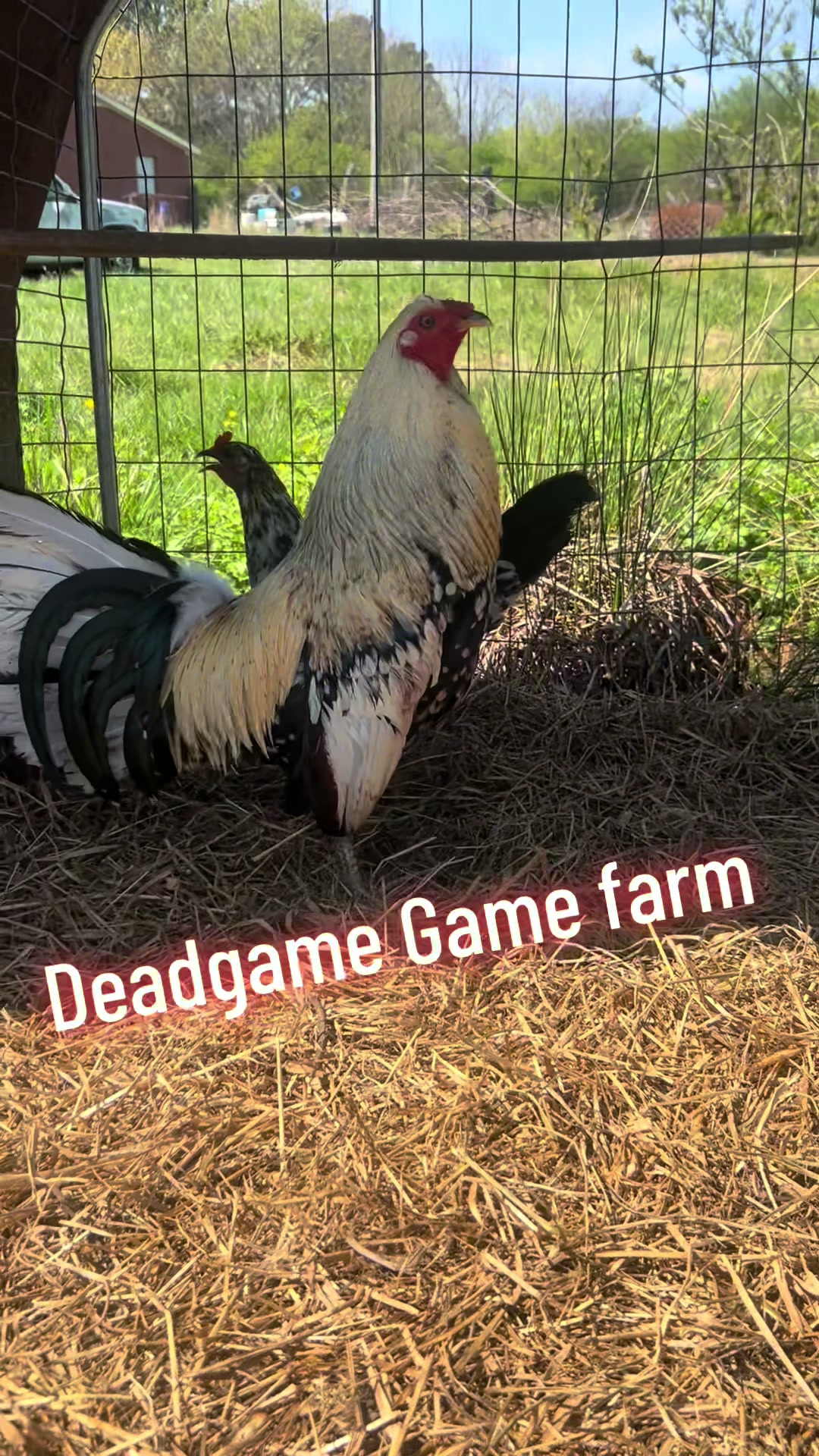@DeadGame.Gamefarm