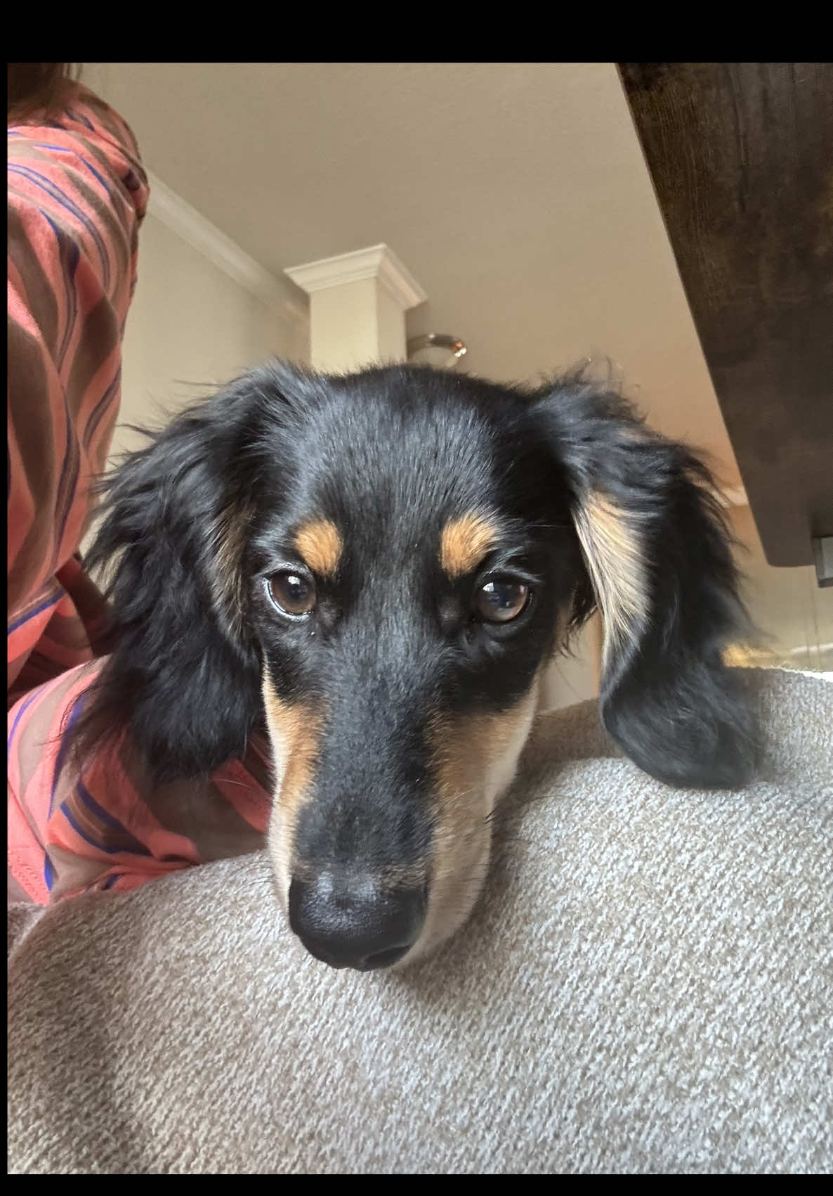 @Eppe | Mini Dachshund