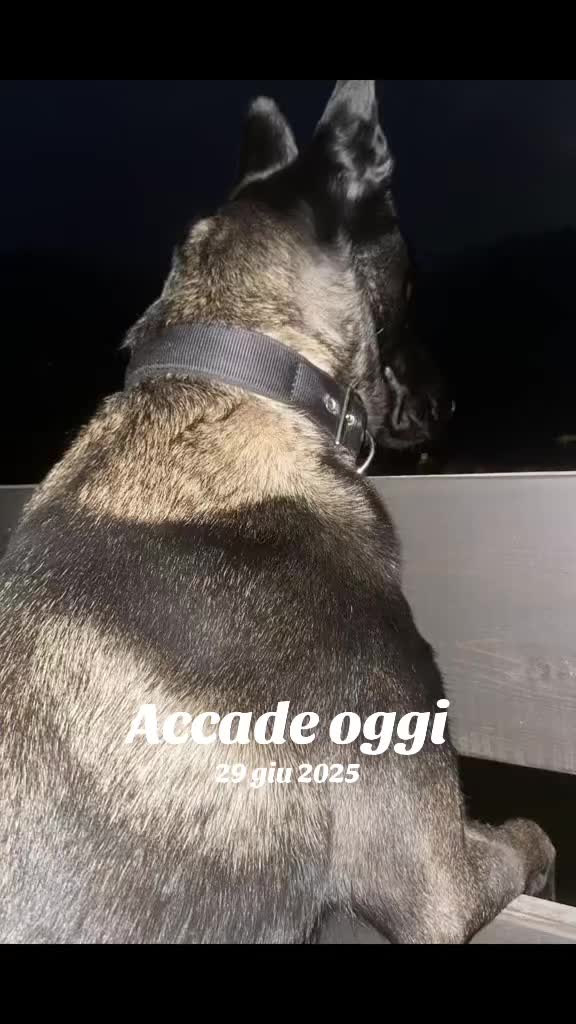 @ULLR&HEL Malinois